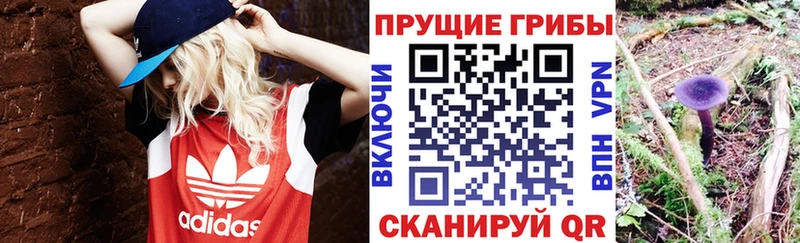 закладка  Грозный  Псилоцибиновые грибы Magic Shrooms 
